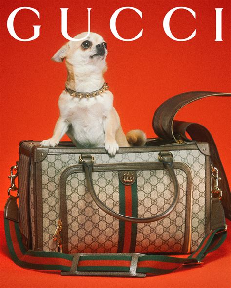 gucci animal skin bag|gucci pet collection 2021.